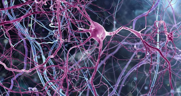 Ученые нашли соединение, которое защищает миелин и нервные волокна