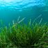 Новые исследования показали, что антимикробное соединение морских водорослей может использоваться для создания самоочищающихся поверхностей