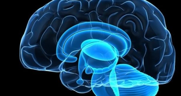 Найдена новая роль ответственной за передвижение области мозга