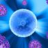 Исследование: Иммунные клетки можно стимулировать для сборки в особые структуры при раке поджелудочной железы