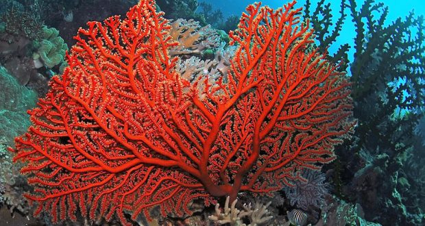 Ученые идентифицировали живые иммунные клетки у кораллов и морских анемонов