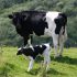 Уральские ученые вывели генетически модифицированного теленка