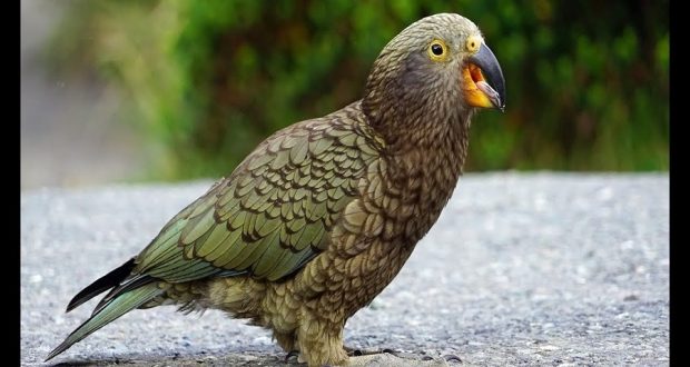 В Новой Зеландии попугай похитил камеру и записал свой полет