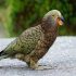 В Новой Зеландии попугай похитил камеру и записал свой полет