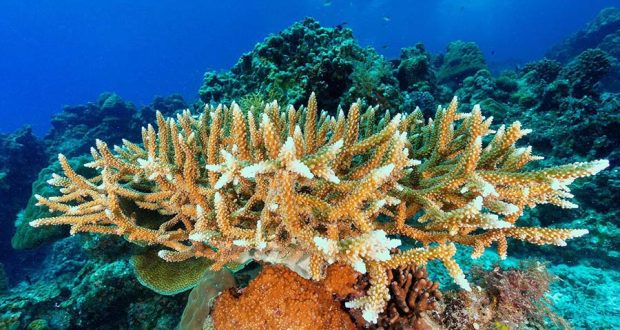 Молодые кораллы оказались так же восприимчивы к смертельным болезням рифов, как и взрослые