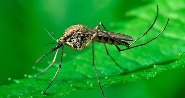 Гены самоуничтожения были протестированы на комарах