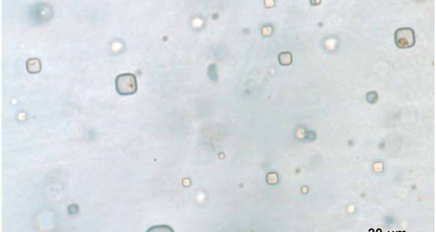 Древние микроорганизмы, обнаруженные в галите, могут иметь значение для поиска жизни