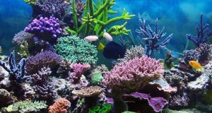 Морские экологи предупреждают об исчезновении кораллов к концу века