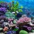 Морские экологи предупреждают об исчезновении кораллов к концу века