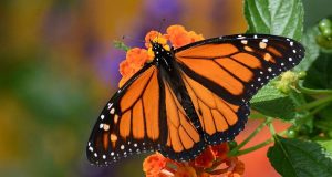 Световое загрязнение может дезориентировать бабочек-монархов