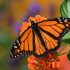 Световое загрязнение может дезориентировать бабочек-монархов
