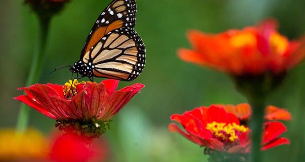 Почти 200 уникальных бабочек живут только в Колумбии и могут быть потеряны навсегда