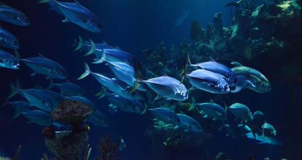 Страдают ли рыбы от кислородного голодания?
