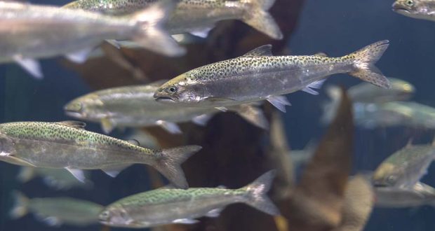 Пресноводная жемчужница поддерживает оригинальные популяции лососевых рыб родной реки