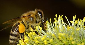 Сокращение популяции пчел: естественное явление или предупреждение?