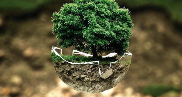 Почему нельзя просто посадить больше деревьев, чтобы очищать воздух от углекислого газа