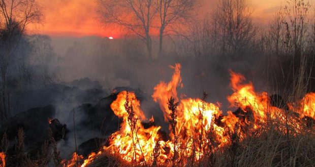 Новое исследование показывает, как «зеленые острова» помогают лесам восстанавливаться после пожара