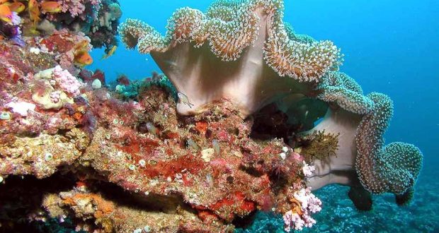 Десять новых видов кораллов обнаружены в научных коллекциях