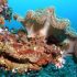 Десять новых видов кораллов обнаружены в научных коллекциях