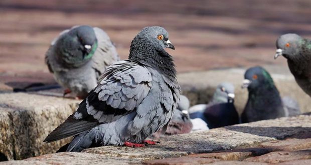 На британских и ирландских островах найдены редкие дикие предки диких голубей