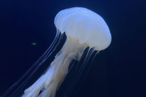 Ученые обнаружили в Гонконге новый вид коробчатых медуз