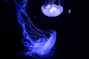 Морские существа начали светиться полмиллиарда лет назад