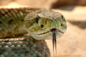 В Индии обнаружен новый вид древней гигантской змеи